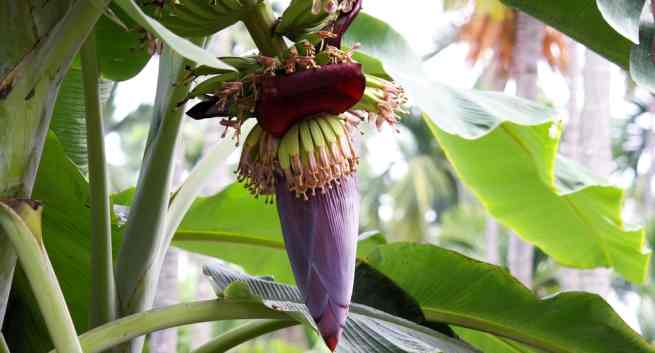 Banana-flower-in-marathi